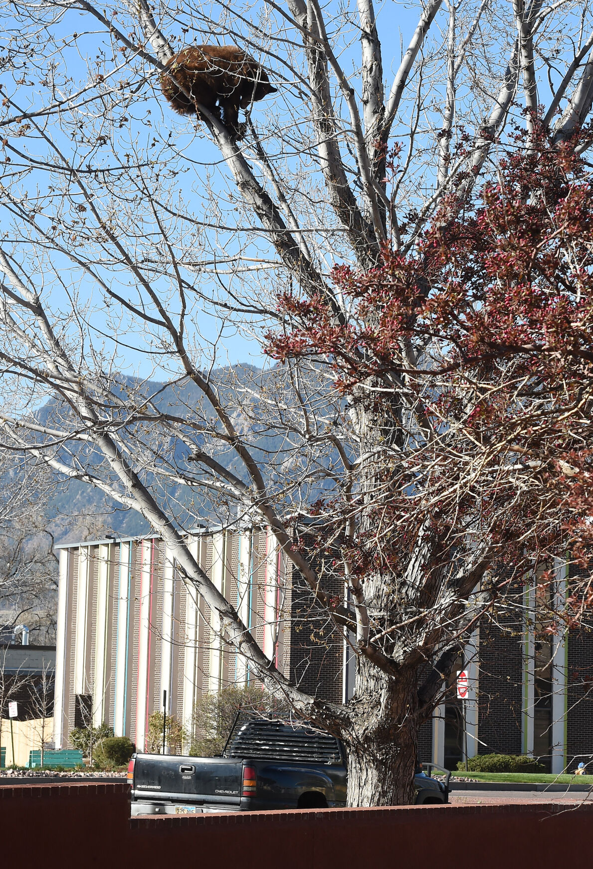 043121-news-bear 02.JPG